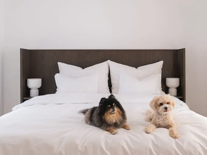 Josephine qvist dogs in bed redmond headboard brown